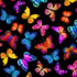 Colorful butterflies flying across black wide backing cotton fabric by Timeless Treasures