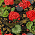 Scarlet Beauty - Geranium Dragonfly Collage Yardage
