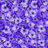 Dense field of purple and lavender anemone flowers packed across a vibrant floral cotton fabric