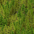 Evergreen forest fabric with layered pine trees in green tones