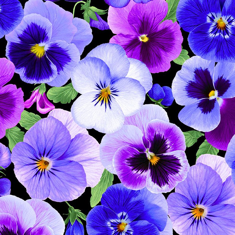 Pansy Perfection - Pansy Large Floral Fabric by Chong-A Hwong for Timeless Treasures featuring oversized purple and blue pansies on a black background.