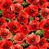 Large realistic red poppy flowers on a black cotton fabric background.