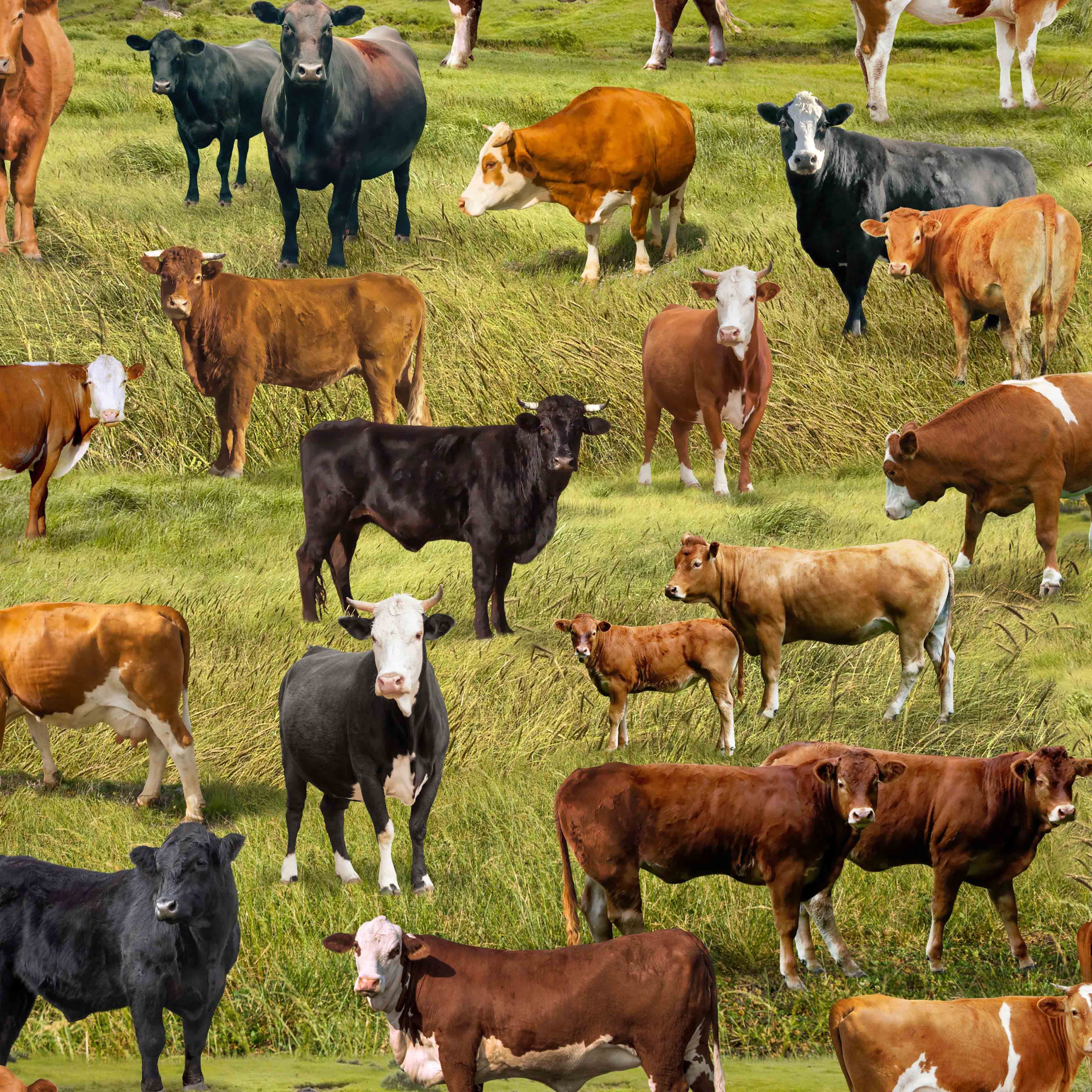Realistic cattle and cows grazing in green pasture fields cotton fabric by Timeless Treasures