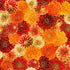 Give Thanks Chrysanthemum Mix cotton fabric by Timeless Treasures featuring vibrant chrysanthemums in orange, gold, burgundy, cream, and red.