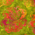 Blossom Batiks - Marble Flower - Zinnia Batik Yardage
