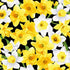 Yellow and white daffodil blooms scattered across a black cotton background.