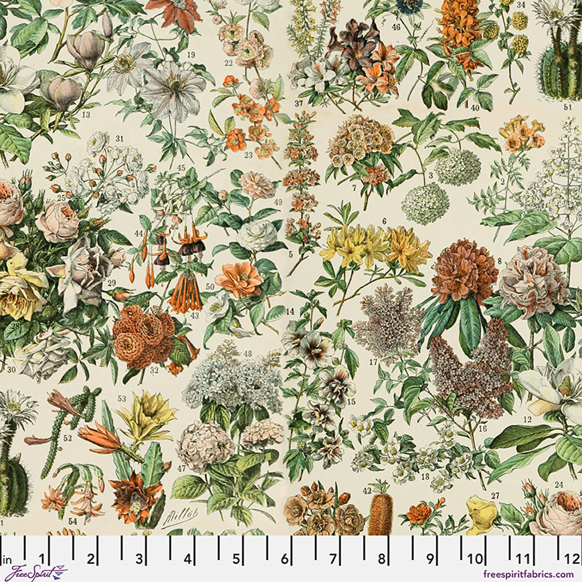 Tim Holtz Palette Orange Botanical cotton canvas fabric featuring vintage botanical illustrations of flowers, leaves, succulents, and flowering plants on a warm cream background by FreeSpirit Fabrics.
