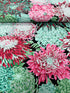 Kaffe Fassett Collective Classics - Japanese Chrysanthemum Blush Yardage
