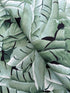 Tropicals & Conversationals - Leaves Green Yardage