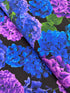 Midnight Bloom – Hydrangea Large Florals Fabric by Chong-a Hwang, digital floral cotton fabric with large hydrangeas on dark background.