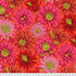 Kaffe Fassett Collective Classics - Cactus Flower Red Yardage