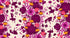 Hello Alice Damask Shell cotton fabric featuring magenta florals and Alice silhouettes on shell background.