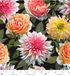 Enchanted Field Dreaming of Dahlias Pink Glow quilting cotton by RJR Studio – vibrant pink and peach dahlias on black background, 43–44″ wide