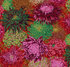 Kaffe Fassett Collective Classics - Japanese Chrysanthemum Scarlett Yardage