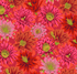 Kaffe Fassett Collective Classics - Cactus Flower Red Yardage