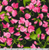 Flowerhouse - Penelope - Flowers Black Yardage