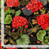 Scarlet Beauty - Geranium Dragonfly Collage Yardage