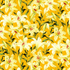 Citrus Garden - Lilies Gold fabric by RJR Fabrics (RJ1403-GO1) featuring golden yellow lily floral print on 100% cotton.