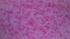 Bursts Rose Batik Fabric by Jinny Beyer – hand-dyed pink cotton batik with subtle bursts from Malam Batiks VIII by RJR Fabrics.