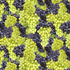 Wine Bar Packed Grapes Quilting Cotton Fabric – WINE-CD3827 by Timeless Treasures – clusters of grapes in rich wine tones