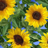 Large yellow sunflower fabric with green leaves on a bright blue background by Timeless Treasures.