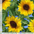Large yellow sunflower fabric with green leaves on a bright blue background by Timeless Treasures.