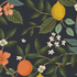 Bramble Citrus Grove Navy Unbleached Canvas by Rifle Paper Co. for Cotton + Steel featuring oranges, lemons, blossoms, and green foliage on a navy background.