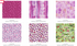 Petal Park charm pack with 42 precut 5-inch floral cotton squares by RJR Studio for RJR Fabrics
