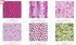 Petal Park Pixie Strips jelly roll with coordinating floral cotton strips by RJR Studio for RJR Fabrics