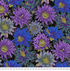 Cactus Flower Black fabric by Philip Jacobs for Kaffe Fassett Collective, featuring large purple, blue, teal, grey, and green cactus-inspired flowers on a black background.