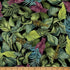 Leaf Foliage fabric from the Island Bouquet collection by Hoffman Fabrics featuring lush tropical leaves and botanical foliage in shades of emerald, sage, olive, moss, teal, blue-green, chartreuse, and plum on a black background printed on premium quilting cotton.
