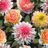 Enchanted Field Dreaming of Dahlias Pink Glow quilting cotton by RJR Studio – vibrant pink and peach dahlias on black background, 43–44″ wide