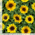 Sunflower Sunset - Small Leafy Sunflowers